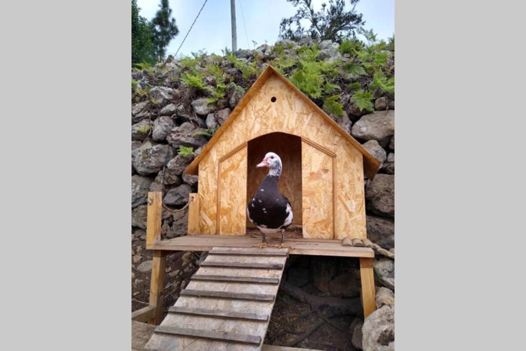 איקוד דה לוס וינוס La Tagora Conect With The Nature & Relax מראה חיצוני תמונה