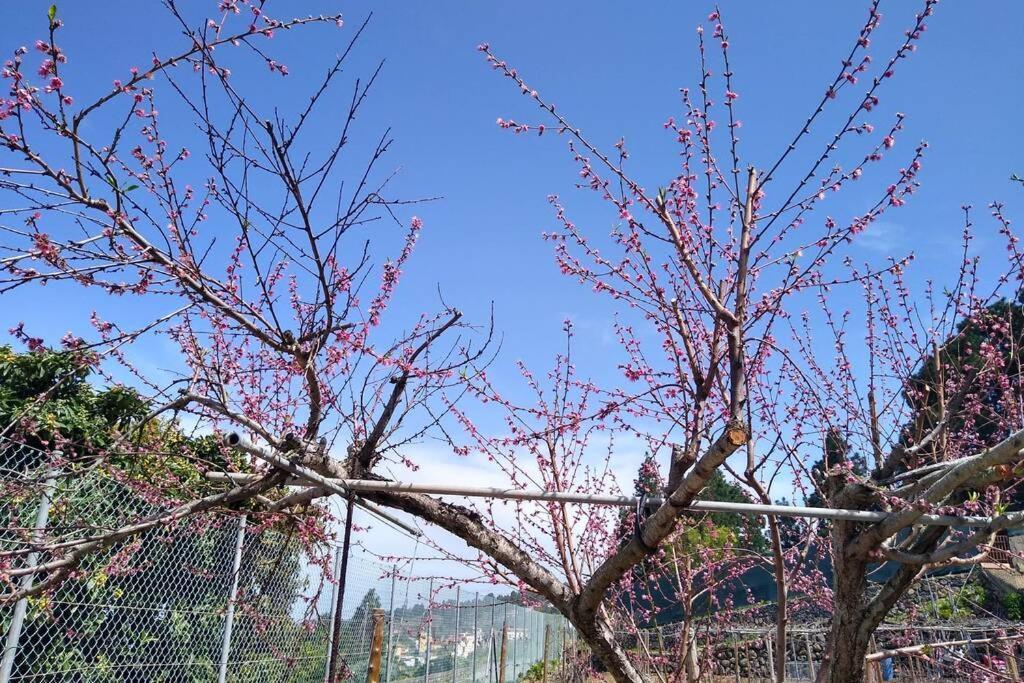 איקוד דה לוס וינוס La Tagora Conect With The Nature & Relax מראה חיצוני תמונה