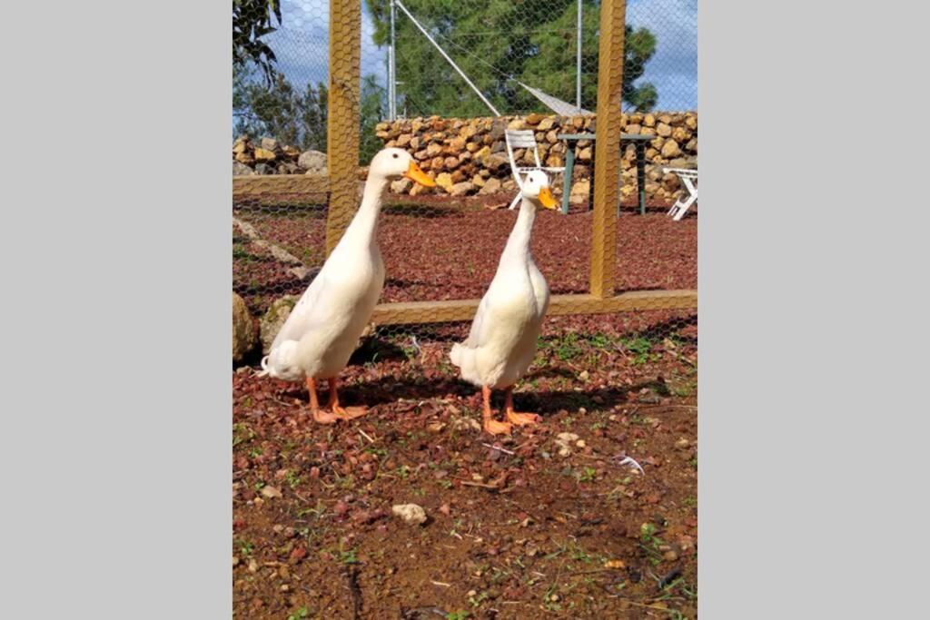 איקוד דה לוס וינוס La Tagora Conect With The Nature & Relax מראה חיצוני תמונה