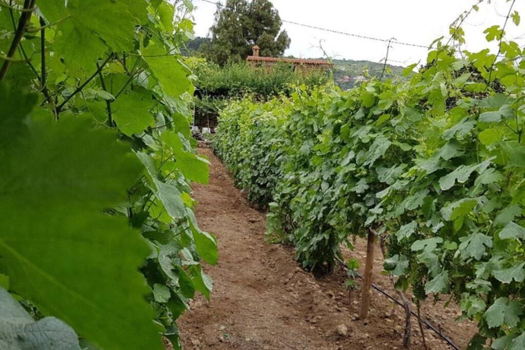 איקוד דה לוס וינוס La Tagora Conect With The Nature & Relax מראה חיצוני תמונה
