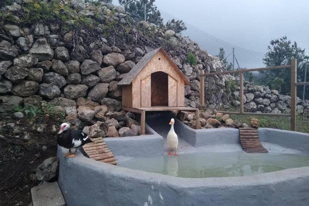 איקוד דה לוס וינוס La Tagora Conect With The Nature & Relax מראה חיצוני תמונה