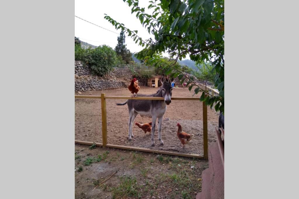 איקוד דה לוס וינוס La Tagora Conect With The Nature & Relax מראה חיצוני תמונה