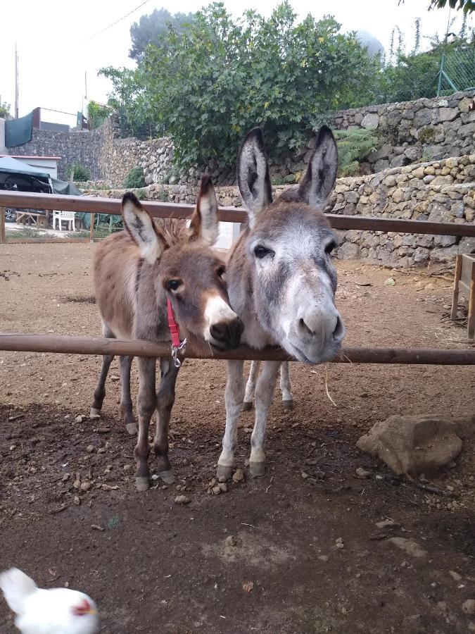 איקוד דה לוס וינוס La Tagora Conect With The Nature & Relax מראה חיצוני תמונה